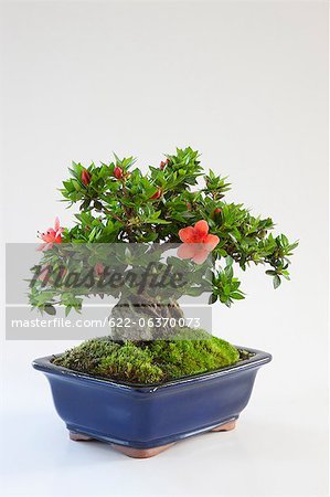 Mini bonsai of Azalea