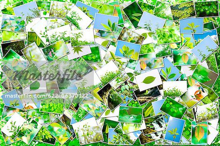 Images of green leaves Images of green leaves