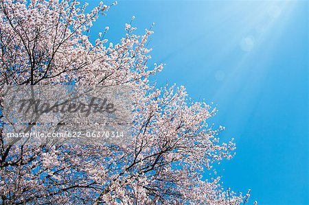 Cherry tree and blue sky