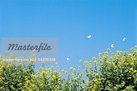 Butterflies fluttering over a rape field