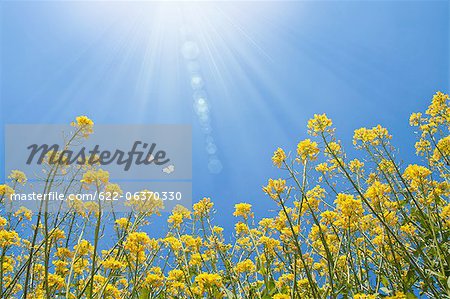 Butterflies fluttering over a rape field