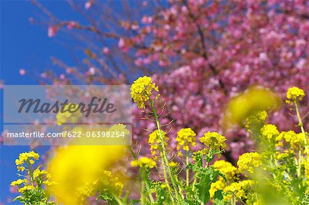 Field mustard flowers
