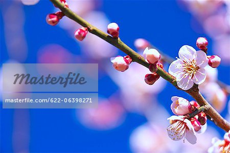 Plum blossoms and flowers