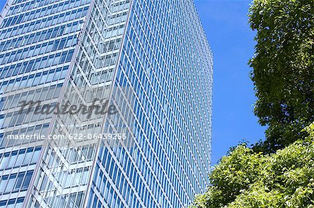 Green leaves and skyscraper