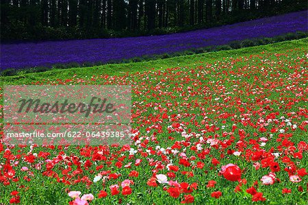 Poppy field in Nakafurano, Hokkaido