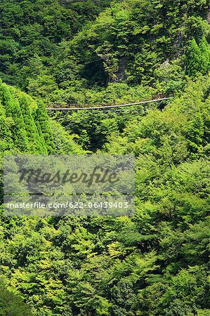 Momiki suspended bridge and trees in Yatsushiro, Kumamoto Prefecture