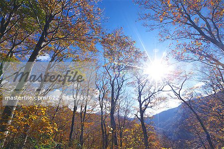 Trees, autumn leaves and blue sky in Hakkoda, Aomori Prefecture