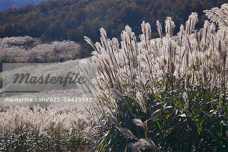 Japanese Silver Grass Field In Kita Akita Akita Prefecture Stock Photo Masterfile Premium Royalty Free Code 622