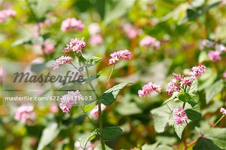 Pink Buckwheat flowers