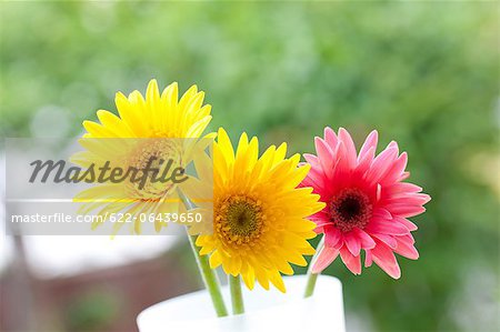 Close up of yellow and pink Gerbera flowers