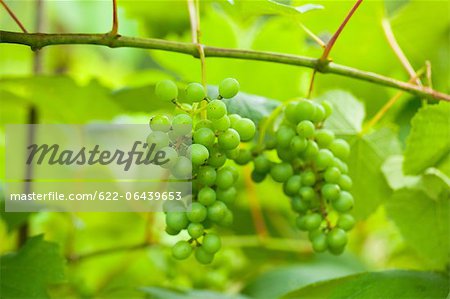 Close up of grapevines in Tochigi Prefecture