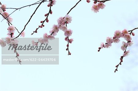 Plum flowers and buds