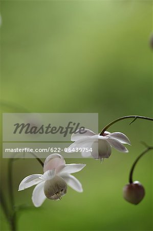 Close up of Anemonopsis Macrophylla flowers