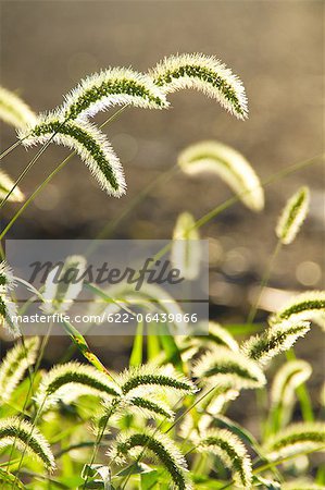 Green foxtail