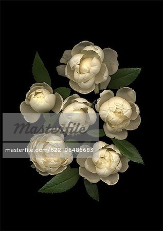 Spray rose flowers on black background