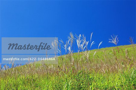 Japanese Silver Grass Field And Blue Sky Stock Photo Masterfile Premium Royalty Free Code 622