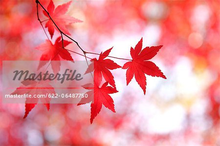 Red maple leaves