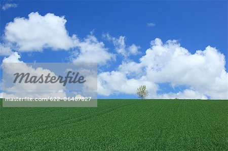 Grassland and blue sky with clouds, Hokkaido