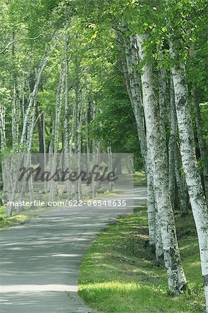 Road and birch trees