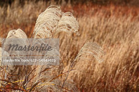 Japanese silver grass