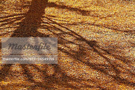 Tree shadow and yellow leaves