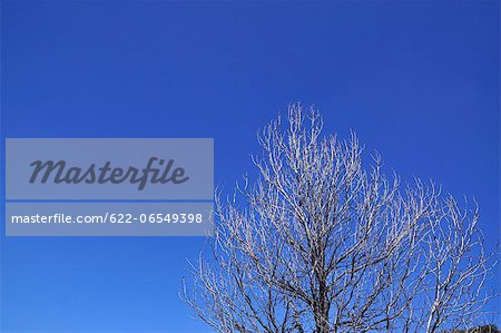 Tree and blue sky