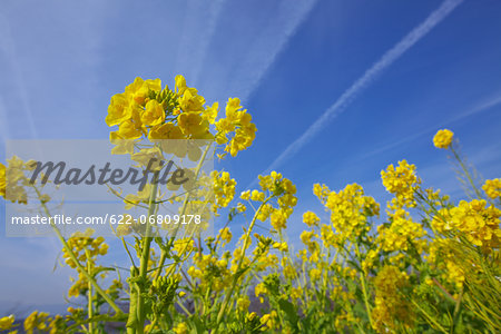 Field mustard, Kanagawa Prefecture