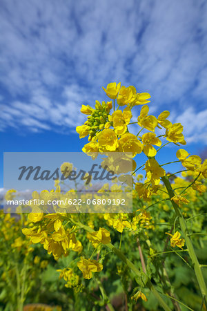 Field mustard, Kanagawa Prefecture