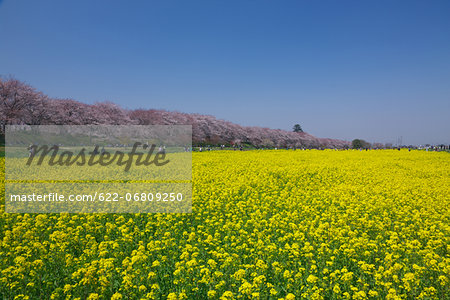 Cherry trees and rapeseed field, Saitama Prefecture