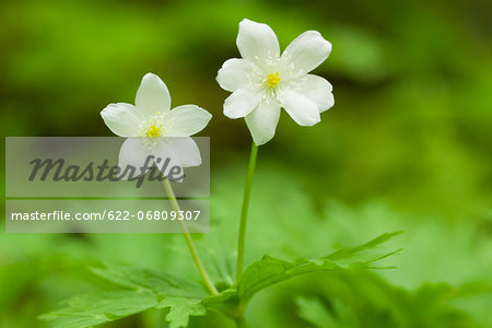 Anemone flowers