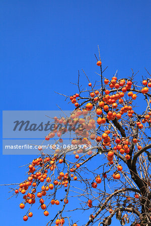 Persimmon tree and blue sky