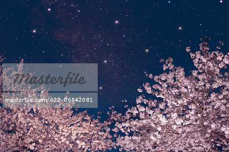 Stars and cherry blossoms