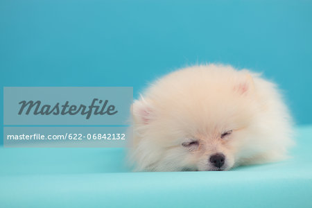 Pomeranian