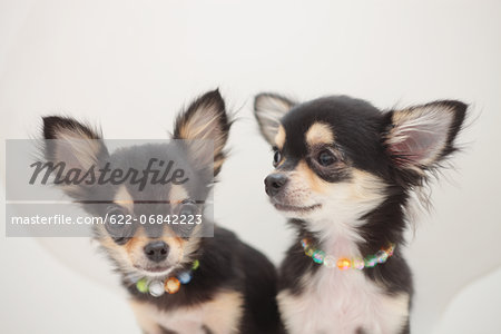 Chihuahua pets
