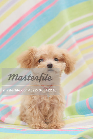 Toy poodle