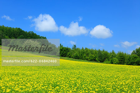 Field mustard and sky with clouds, Hokkaido
