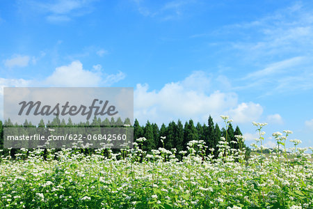 Buckwheat flowers and sky