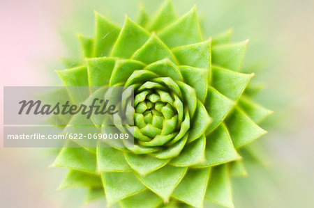 Bud close-up