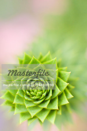 Bud close-up