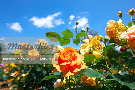 Yellow roses and blue sky