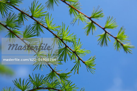 Larch leaves and sky