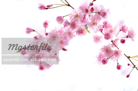 Cherry blossoms