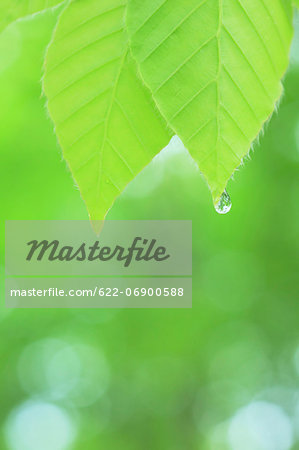 Water droplet on green leaf