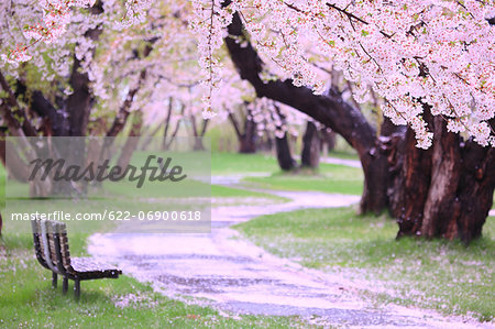 Cherry blossoms and bench Cherry blossoms and bench