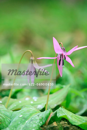 Japanese dogs tooth violet flowers