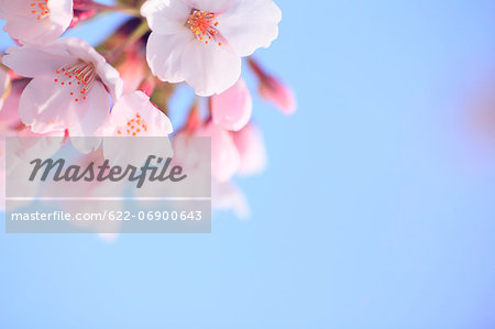 Cherry blossoms and sky Cherry blossoms and sky