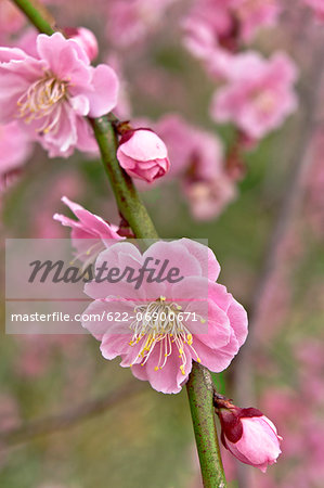 Plum blossoms