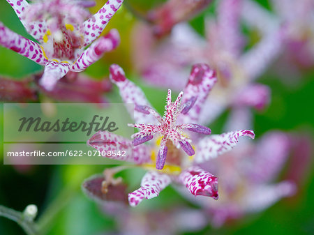 Toad lily flowers