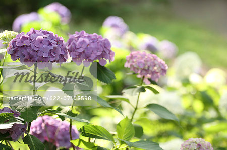 Hydrangea flowers