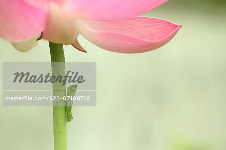 Insect on lotus flower